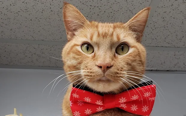 An orange cat wearing a red holiday bow tie