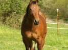 Easter Acres (Christie)