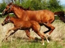Twiggy's colt (Sneak)