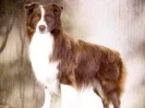 Vaquero's Justus Walkaway Joe, CDX